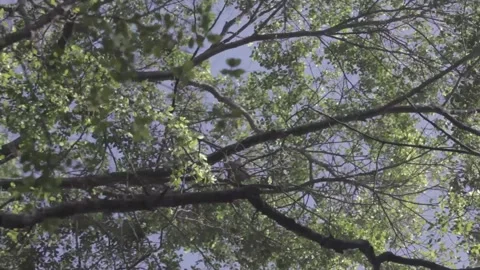 Bottom-up view of the park's trees Stockbeeldmateriaal 147869865