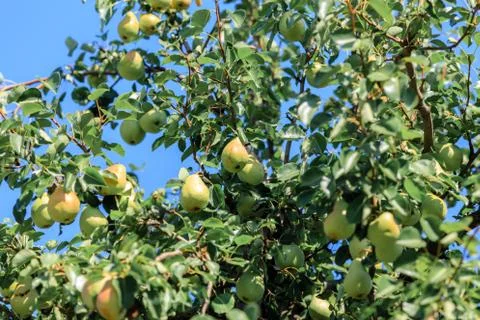 Bottom view of pears growing on a tree with green leaves Stock Photos