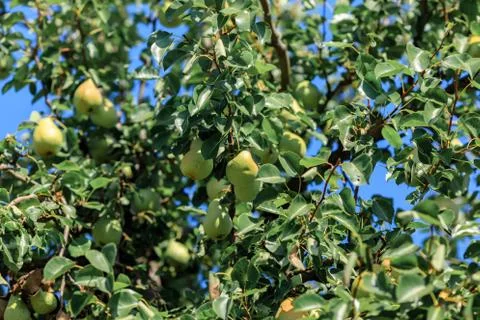 Bottom view of pears growing on a tree Stock-Fotos
