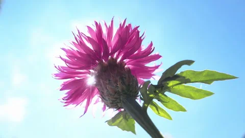 Bottom-up view of Persian cornflower swaying in breeze against blue sky, sunbeam Vidéo 331967747