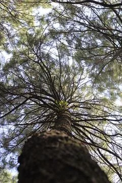 Bottom view Foto stock