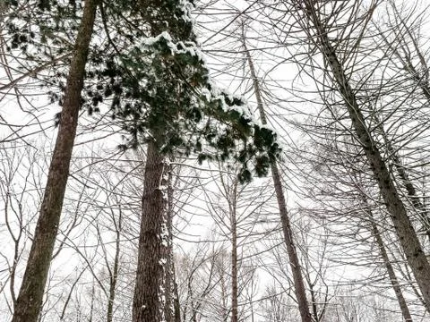 Bottom view of pine and bare larch trees in forest Stock Photos