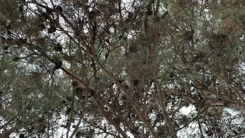 Bottom view of pine branches with cones Stock Photos