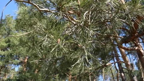 Bottom view of pine branches Stock Footage 132254980