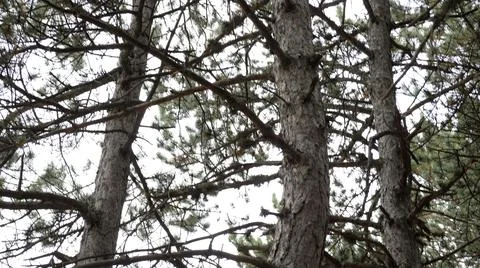 Bottom View Of The Pine Branches Stock Photos