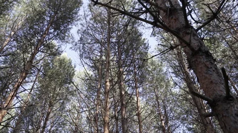 Bottom view of pine tree in forest. Big and tall pine tree when looking up Stock Footage 133337799