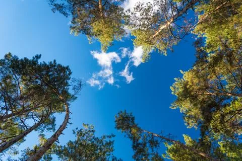 Bottom view of pine tree Stock Photos