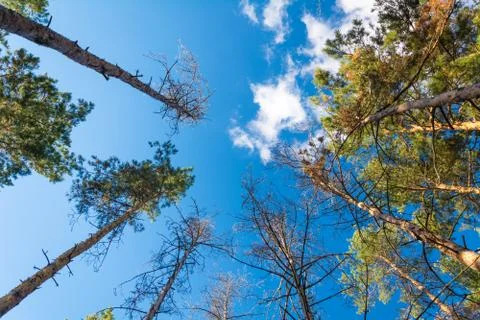 Bottom view of pine tree Stock Photos