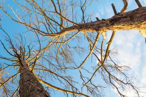 Bottom view of pine tree Stock Photos