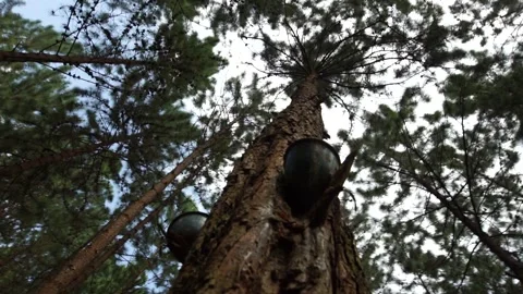 Bottom view of pine tree trunk with container for holding the resin. Stock Footage 281702946