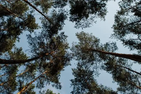 Bottom view of the pine trees against the clear sky, Stock Photos