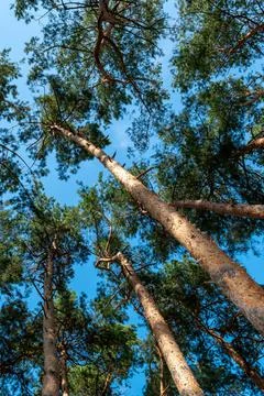 Bottom view of pine trees against blue sky Stock Photos