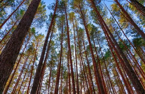 Bottom view of pine trees against a clear sky. Stock Photos