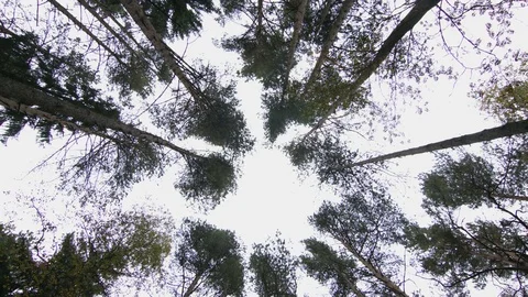 Bottom view of pine trees Vidéo 70515246