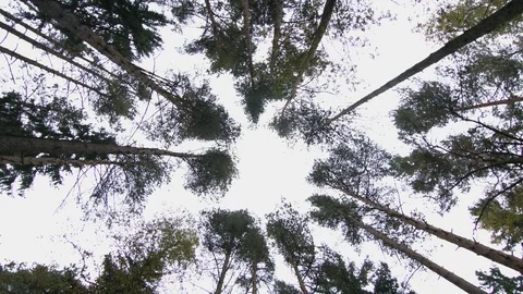 Bottom view of pine trees Stock Footage 70517075
