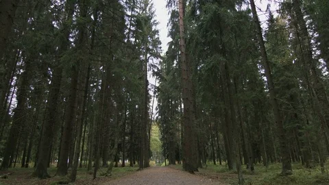 Bottom view of pine trees Stock-Footage 70518245