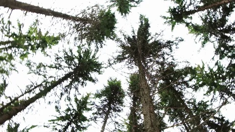 Bottom up view of pine trees Stock Footage 129563671
