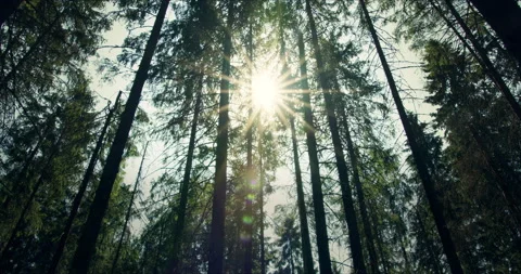 Bottom view of pine trees in forest in sunshine. Stock Footage 134157411