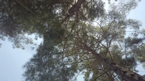 Bottom view of pine trees in forest in sunshine. Video stock 138234306