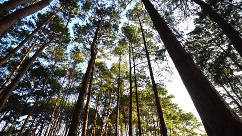Bottom view of pine trees in a forest  스톡 동영상 168361166