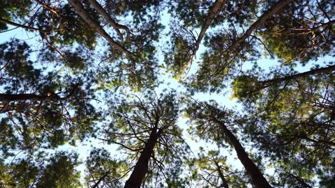 Bottom view of pine trees in a forest  Video stock 168361613
