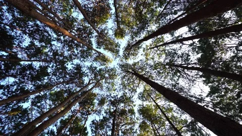 Bottom view of pine trees in a forest  Video stock 168361631