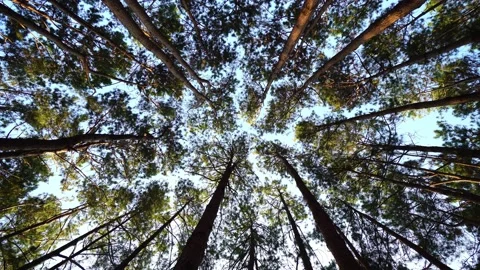Bottom view of pine trees in a forest  Video stock 168361640