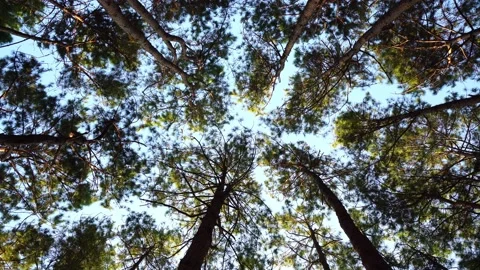 Bottom view of pine trees in a forest in the sunshine. In the forest, a big a Stock Footage 168881773