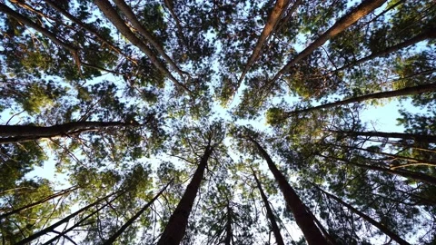 Bottom view of pine trees in a forest in the sunshine. A big and tall pine tr Stock Footage 168884617