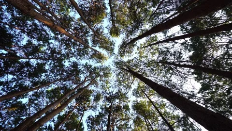 Bottom view of pine trees in a forest in the sunshine. A big and tall pine tr Stock Footage 169089576