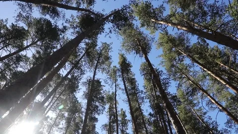 Bottom view of pine trees swaying in the wind Stock Footage 165940882