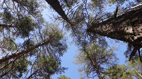 Bottom view of pine trees swaying in the wind Stock Footage 165941149