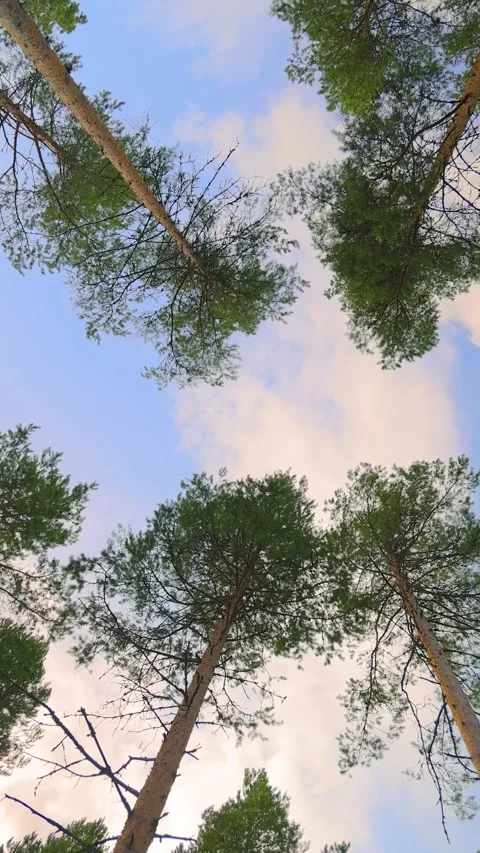 Bottom view of pine trees swaying in a strong wind. Stock Footage 346393547