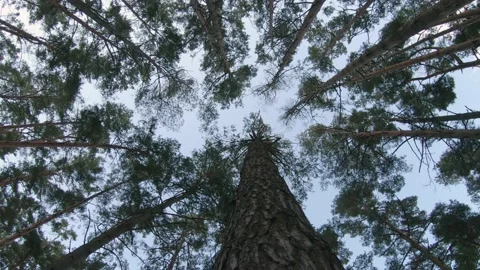 Bottom view of a pine trunk against the background of tree tops Видео 146718750