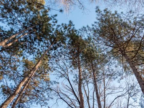 Bottom view of pine trunks. Pine trees and sunlight. Stock-Fotos