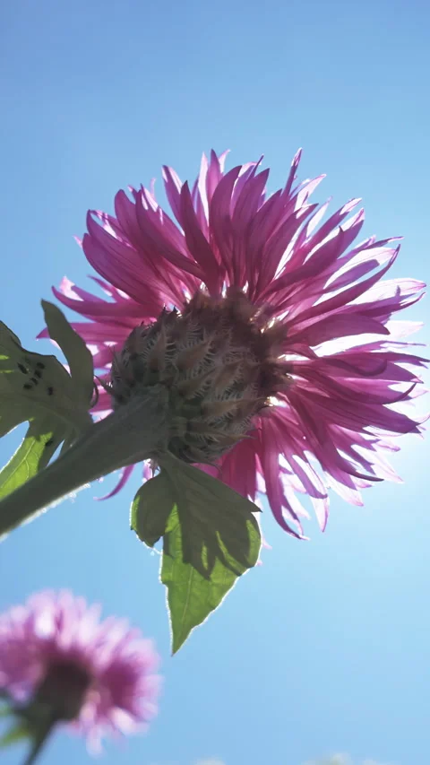 Bottom-up view of pink flower of Persian cornflower sways in breeze on blue sky Vidéo 312258065