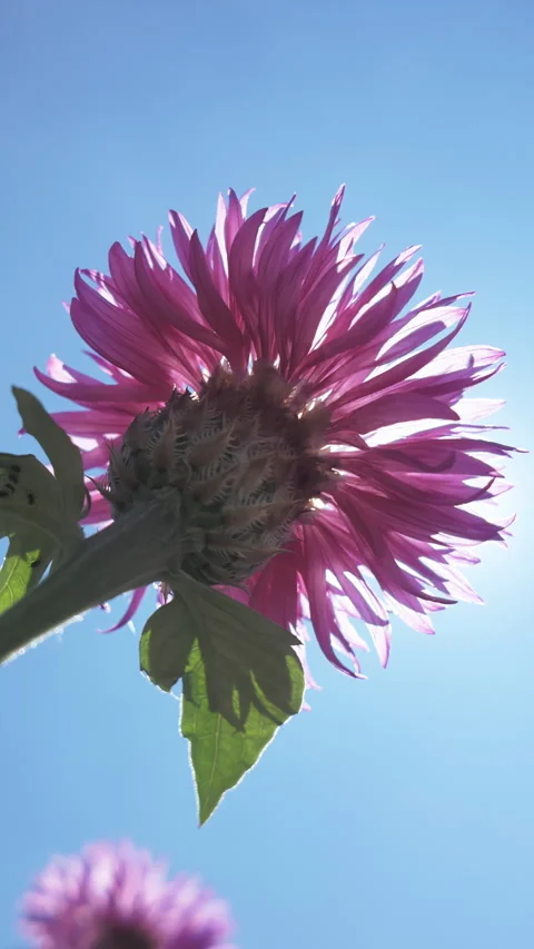 Bottom-up view of pink flower of Persian cornflower sway in breeze on blue sky Vidéo 314716356