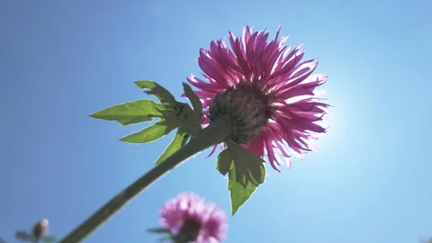 Bottom-up view of pink flower of Persian cornflower (Psephellus dealbatus) sways Vidéo 319815560