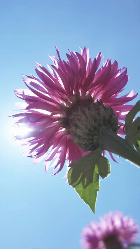 Bottom-up view of pink flower of Persian cornflower sway in breeze gainst blue Stock Footage 327976063