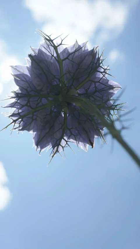 Bottom-up view of pink flower of Persian cornflower swaying in breeze on blue Vidéo 327976967