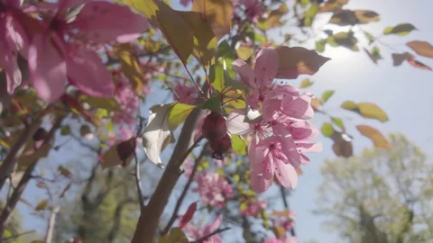 Bottom view of pink flowers on branches of blooming Apple tree swaying in wind Vídeo Stock 330270097