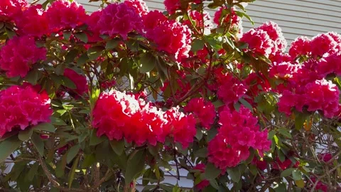 Bottom view of pink rhododendron bush swaying in the wind near the house Stock Footage 245961937