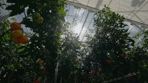 Bottom-up view of plantation of green tomatoes in a lightened greenhouse Video stock 101944732