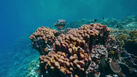 Bottom view of Porcupine fish hovering over coral on a bright sunny day, Slow Stock Footage 319834458