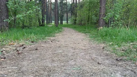 Bottom view of a quiet pine forest path with lush green grass  Stock Footage 334066982