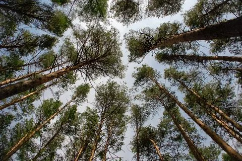 Bottom view of a real pine forest Stock Photos