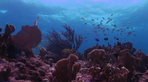 Bottom View of Red Coral Reef Video stock 19082819