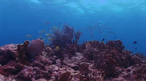 Bottom View of Red Coral Reef With School of Fish Near the Water s Surface Video stock 19082899