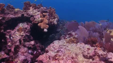 Bottom View of Red Coral Reef 3 Video stock 19083903