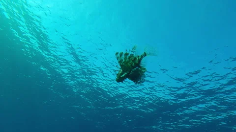 Bottom-up view of Red Lionfish swimming under blue water surface with ripples on Stock Footage 316824890